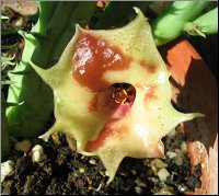 Huernia somalica dite mutante .